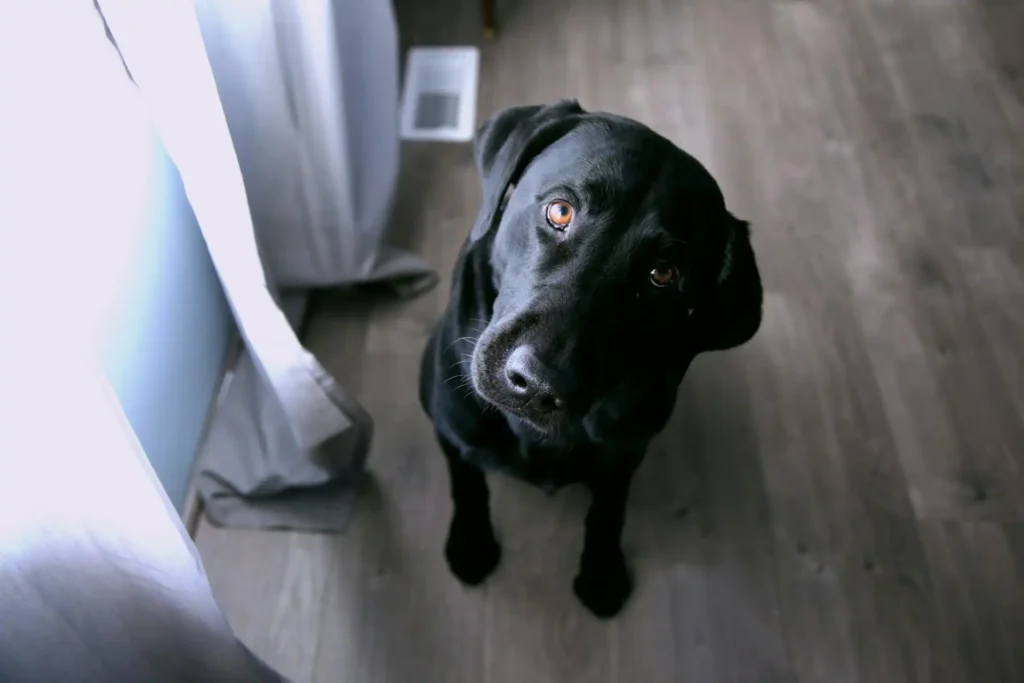 In the picture, the close-up of a black dog looking directly at the camera.